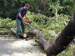 Best Tree and Shrub Care  in Sappington, MO