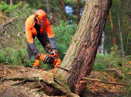 Best Utility Line Clearance  in Sappington, MO