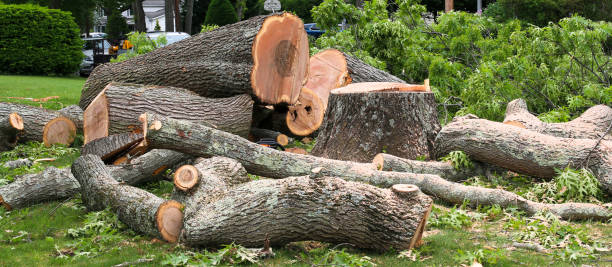 Best Tree Health Inspection  in Sappington, MO