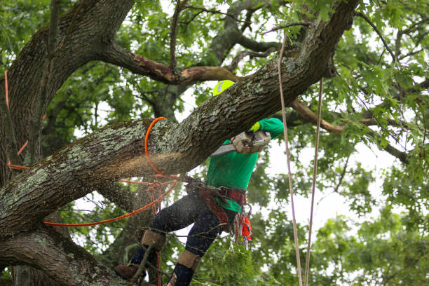 Mulching Services in Sappington, MO