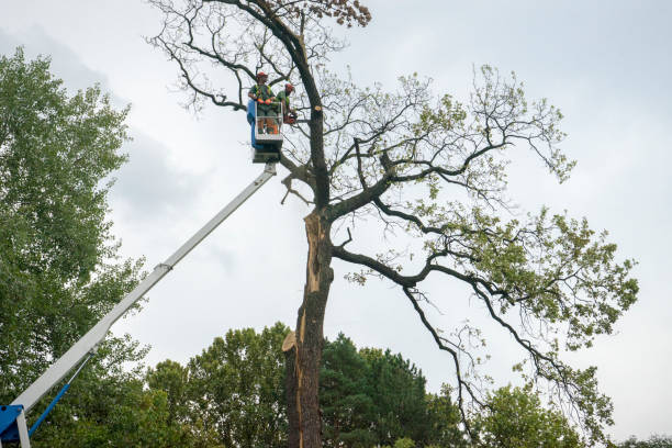 Best Seasonal Cleanup (Spring/Fall)  in Sappington, MO