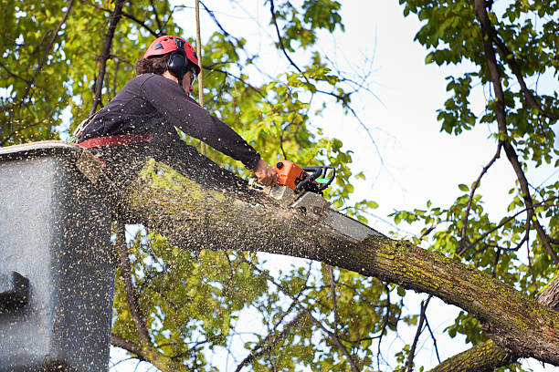 Best Soil Testing and Treatment  in Sappington, MO
