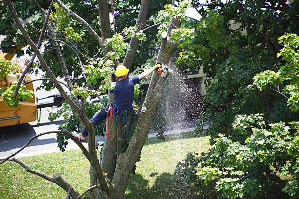 Lawn Watering Services in Sappington, MO