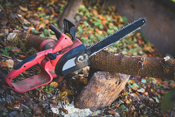 Best Tree Risk Assessment  in Sappington, MO
